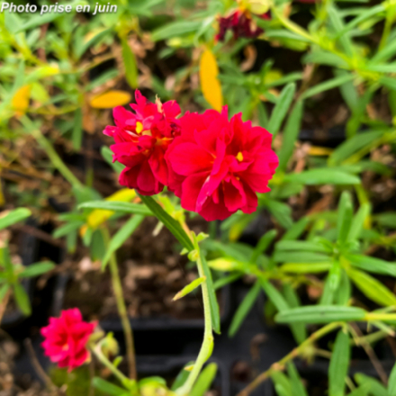 Helianthemum 'Cerise Queen'