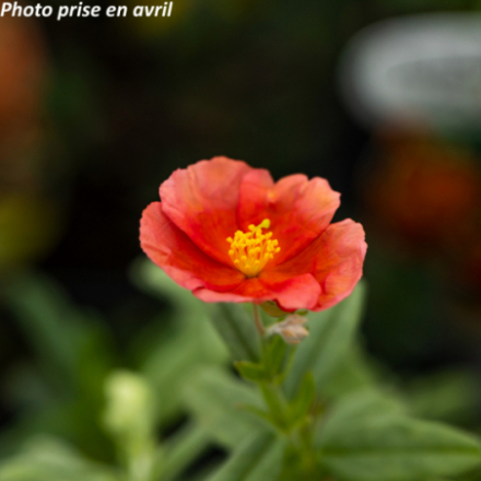 Helianthemum hybride 'Fire Dragon'