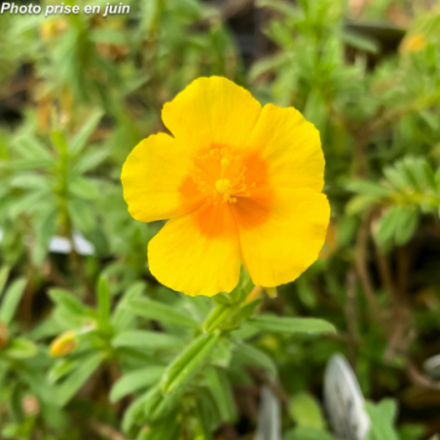 Helianthemum hybride 'Golden Queen'