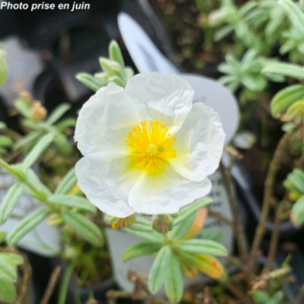 Helianthemum hybride 'The Bride (Snow Queen)'