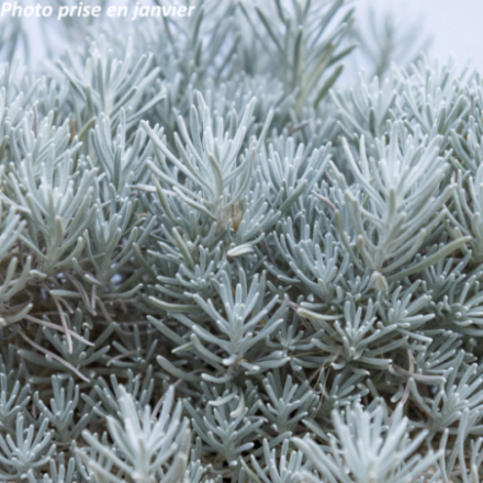 Helichrysum stoechas 'Silverball'