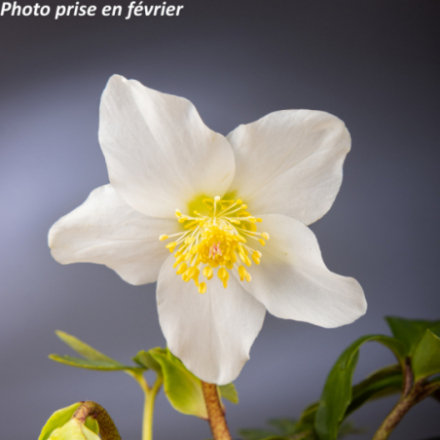 Helleborus niger 'Praecox'