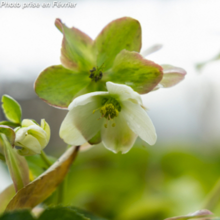 Helleborus nigercors 'Snow Love'®