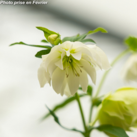 Helleborus orientalis