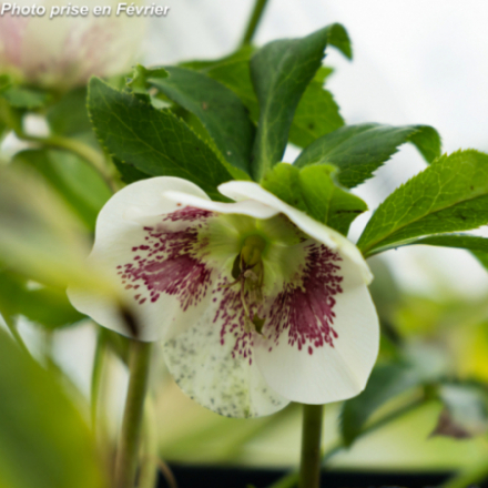 Helleborus orientalis 'Frozen Kristof'®
