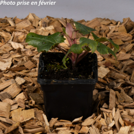 Helleborus sternii