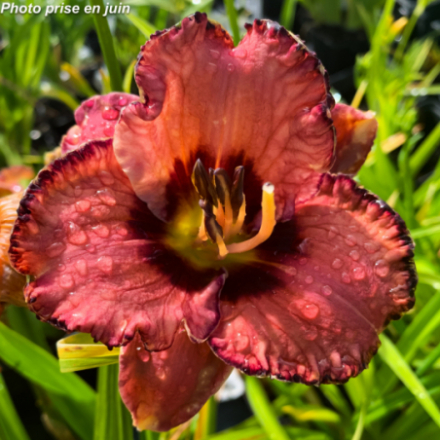 Hemerocallis 'Awesome Blossom'