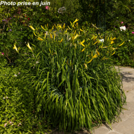 Hemerocallis citrina