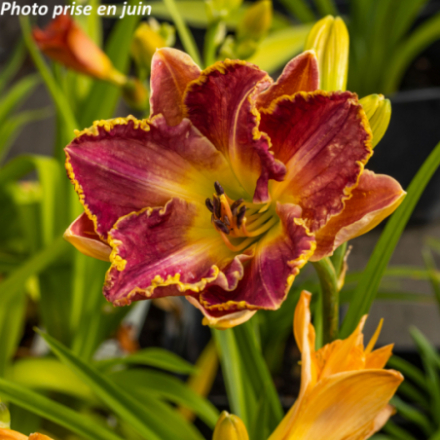 Hemerocallis 'Dominic'