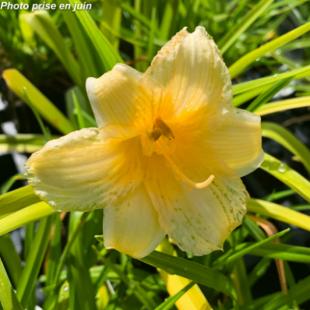 Hemerocallis fulva 'Daylily Cream®' - Hémérocalle