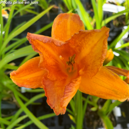 Hemerocallis 'My Reggae Tiger'