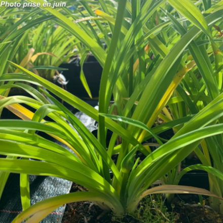 Hemerocallis praecox 'Bakabana'