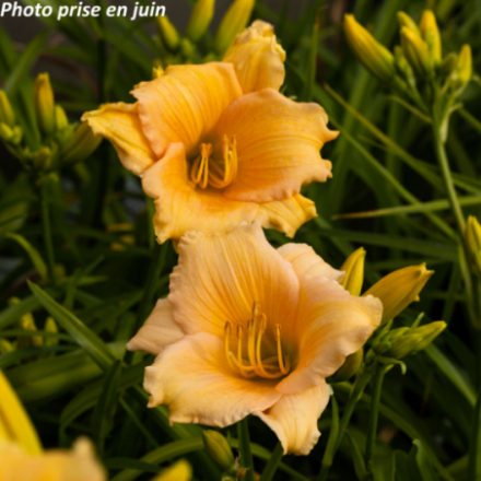 Hemerocallis praecox 'Mini Pearl'