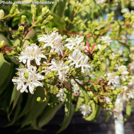 Heptacodium miconioides