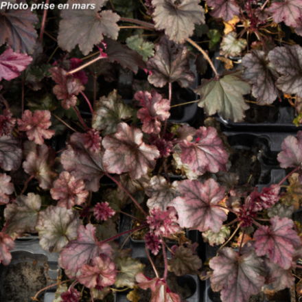 Heuchera 'Binoche' - Heuchère
