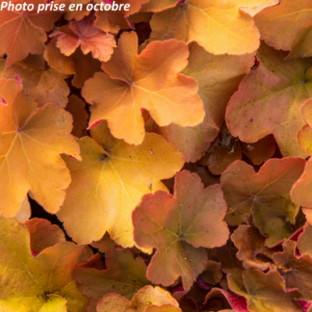 Heuchera 'Caramel'