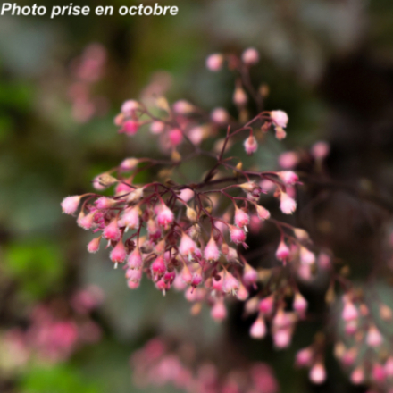 Heuchera micrantha 'Palace Purple'