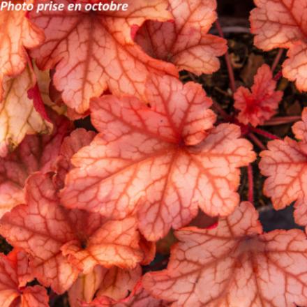 Heuchera 'Paprika'