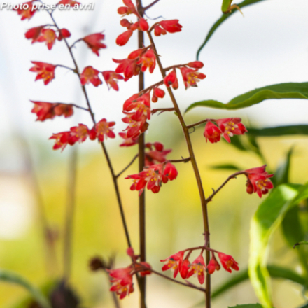 Heuchera x 'Pinky Panky®' - Heuchère