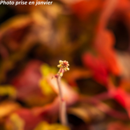 Heucherella 'Alabama Sunrise®'