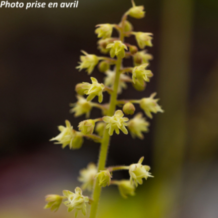 Heucherella 'Stoplight®'