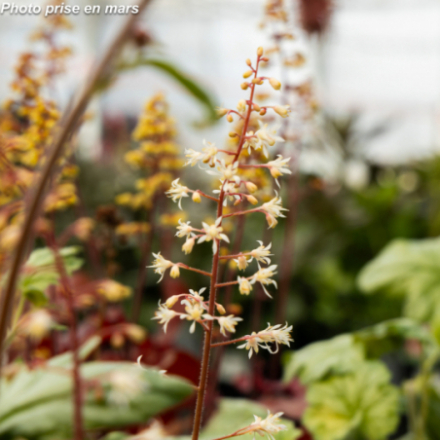Heucherella 'Sweet Tea®'
