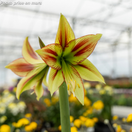Hippeastrum - Amaryllis