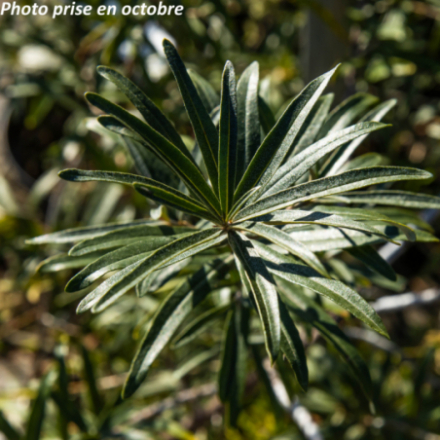 Hippophae rhamnoides 'Leikora' Femelle