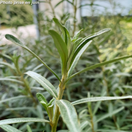 Hippophae rhamnoides 'Sandora' - Argousier
