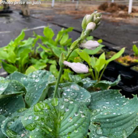 Hosta 'Big Daddy'
