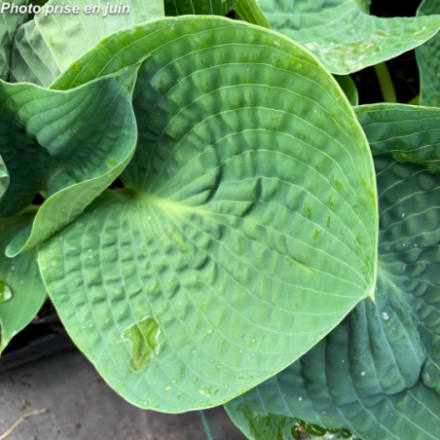 Hosta 'Big Mama'