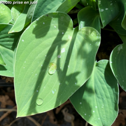 Hosta 'Blue Cadet'