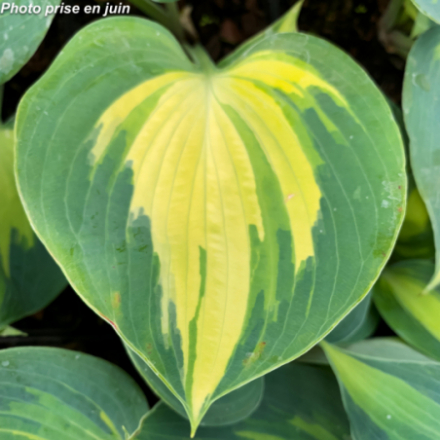 Hosta 'Grand Marquee'