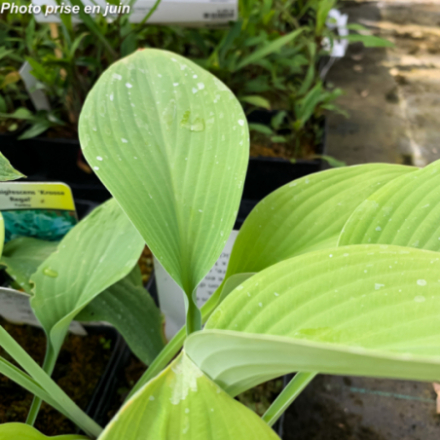 Hosta nigrescens 'Krossa Regal'