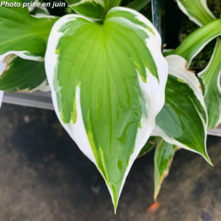 Hosta 'Patriot'
