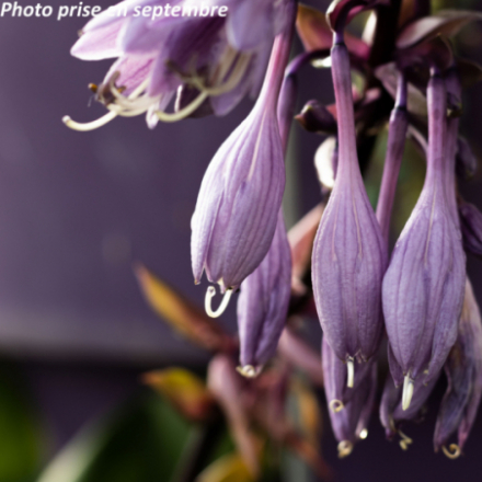 Hosta 'Purple Heart'