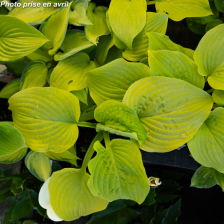 Hosta 'Rainforest Sunrise'