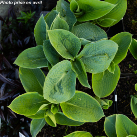 Hosta sieboldiana 'Frances Williams'