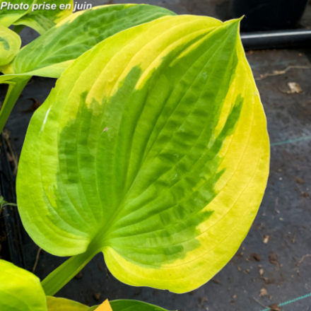 Hosta 'Summer Breeze'