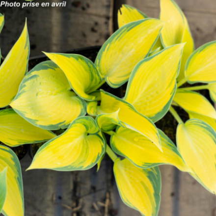 Hosta tardiana 'June'