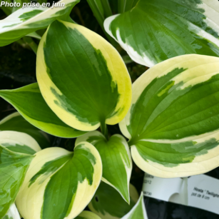 Hosta 'Twilight' - Lis plaintain