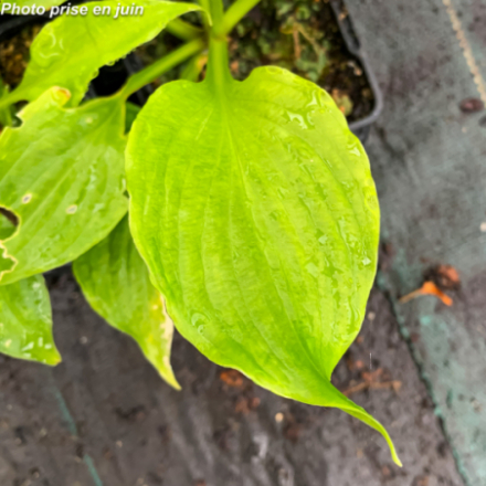 Hosta ventricosa