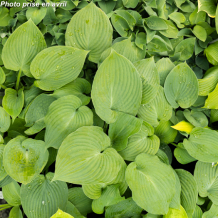 Hosta x 'Blue Angel' - Lis plaintain