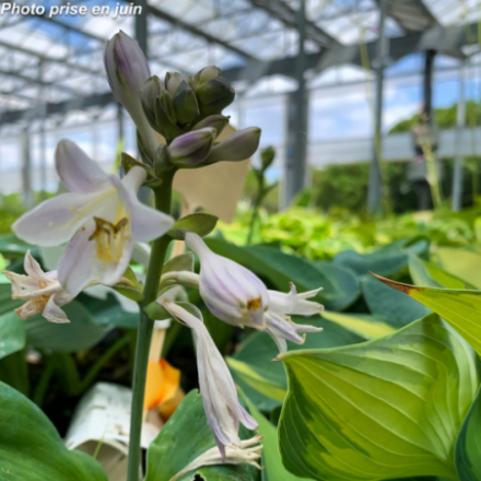Hosta x 'Buckshaw Blue'