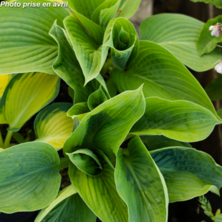 Hosta x 'Jurassic Park' - Hosta géant