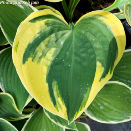 Hosta x 'Liberty'
