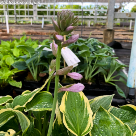 Hosta x 'Wide Brim'