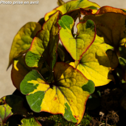Houttuynia cordata 'Chameleon'