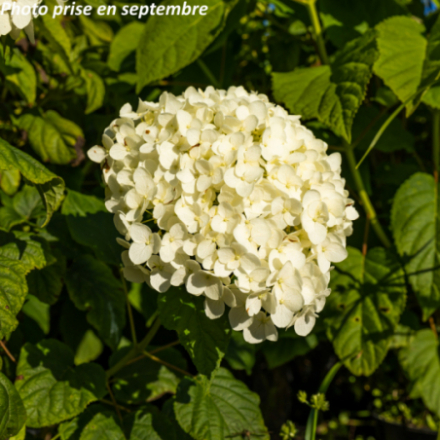 Hydrangea arborescens 'Annabelle' - Hortensia