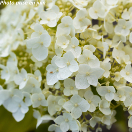 Hydrangea arborescens 'Strong Annabelle' - Hortensia